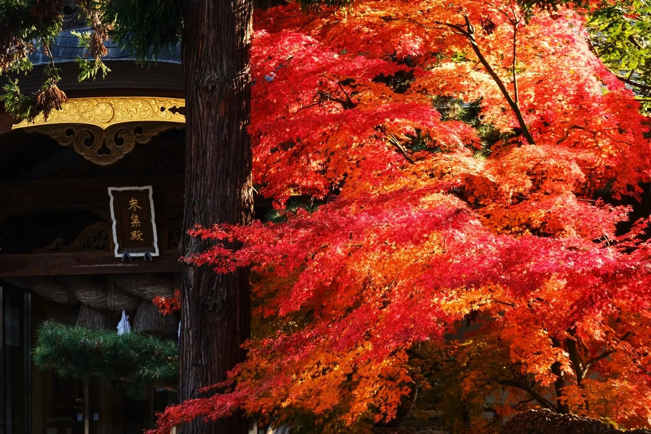 諏訪大社下社秋宮 青空に映える朱橙の紅葉