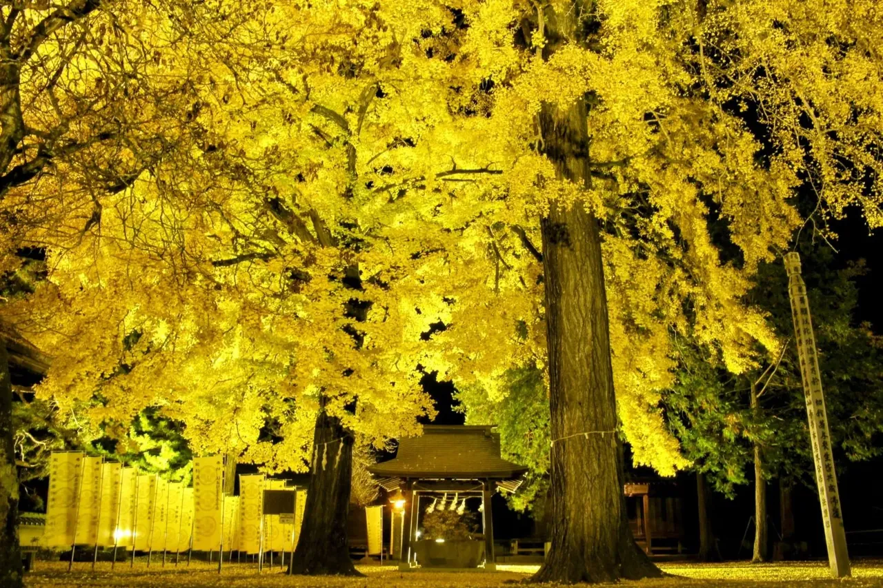 佛法紹隆寺 夜にライトアップされた黄金の夫婦大銀杏