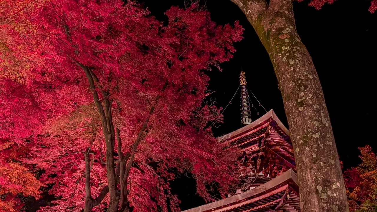 温泉寺 庭園を染める夜の紅葉と社殿