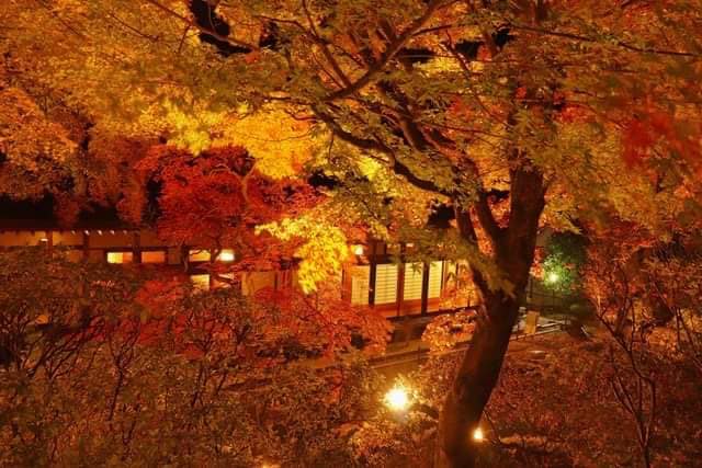 温泉寺 庭園を染める夜の紅葉と社殿