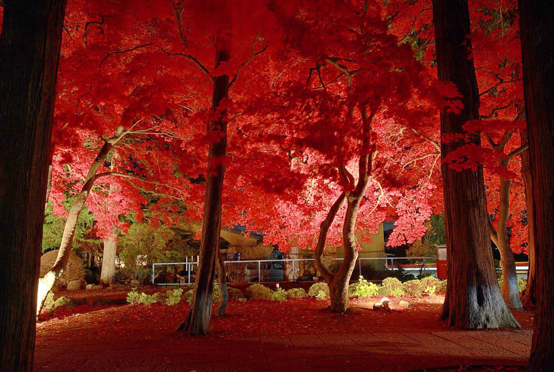 長圓寺 真紅に染まる楓の紅葉